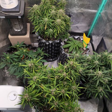 Anita-NH ATF (73), 13-27%, Sativa 149g wet/25g dry growlog timeline photo
