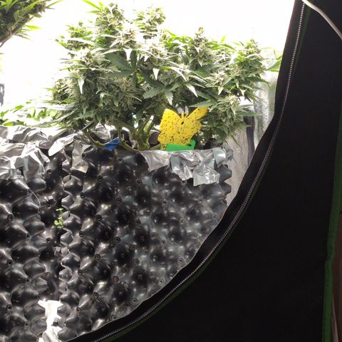 Chrissy -Bruce Banner (78d) 27-33% 60/40S, 215gw/41g dry growlog timeline photo