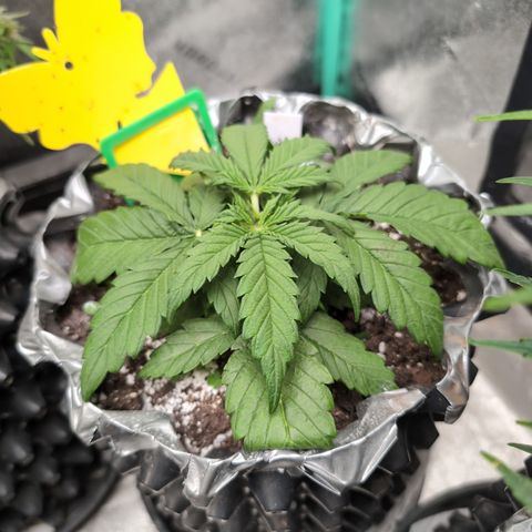 Anita-NH ATF (73), 13-27%, Sativa 149g wet/25g dry growlog timeline photo