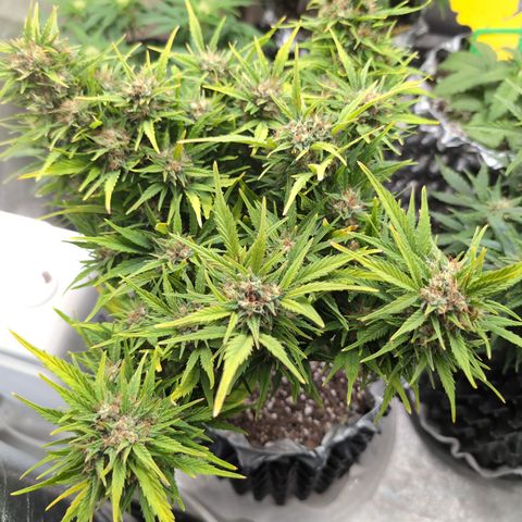 Quinn- Quarter Pounder w/Cheese (84d) 22-28%Sativa 163g wet/36g dry growlog timeline photo