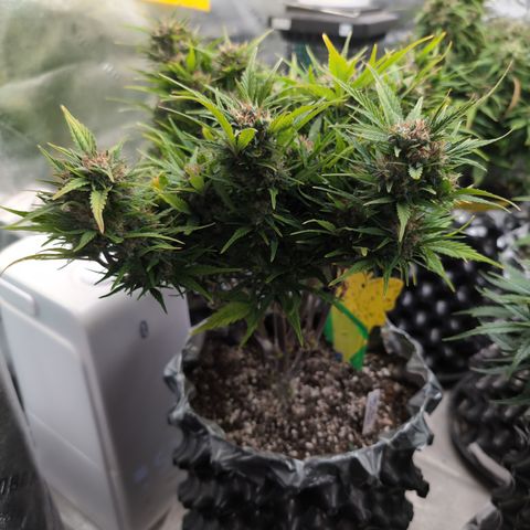 Quinn- Quarter Pounder w/Cheese (84d) 22-28%Sativa 163g wet/36g dry growlog timeline photo