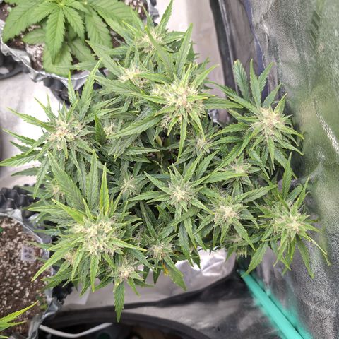 Chrissy -Bruce Banner (78d) 27-33% 60/40S, 215gw/41g dry growlog timeline photo