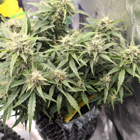 Chrissy -Bruce Banner (78d) 27-33% 60/40S, 215gw/41g dry growlog timeline photo
