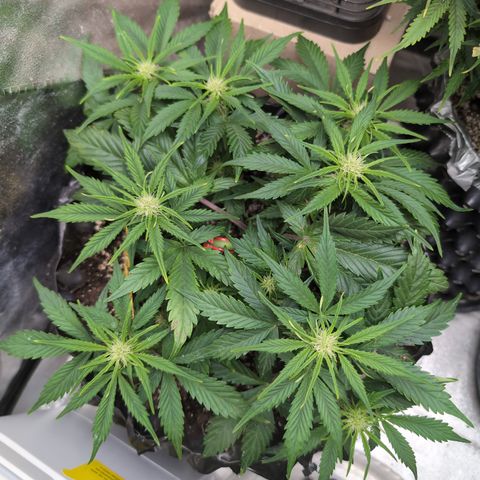 Frannie- BB Fat Bastard (90), Hybrid, 30-38%, 312 wet/57 dry growlog photo: Maybe she likes sitting next to the humidifier?