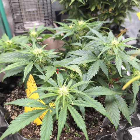 Frannie- BB Fat Bastard (90), Hybrid, 30-38%, 312 wet/57 dry growlog timeline photo