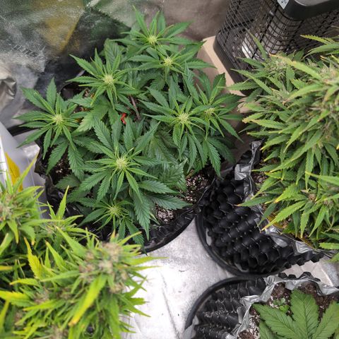 Frannie- BB Fat Bastard (90), Hybrid, 30-38%, 312 wet/57 dry growlog timeline photo