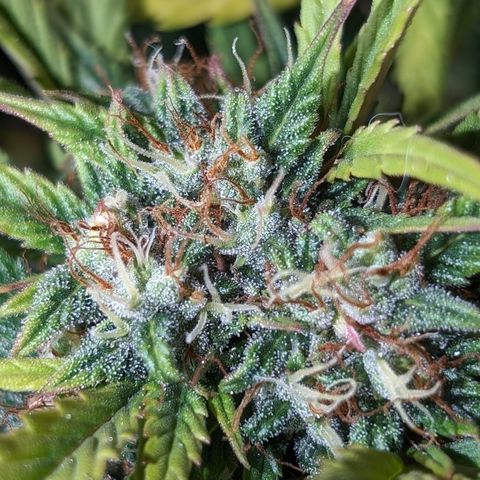 Quinn- Quarter Pounder w/Cheese (84d) 22-28%Sativa 163g wet/36g dry growlog timeline photo