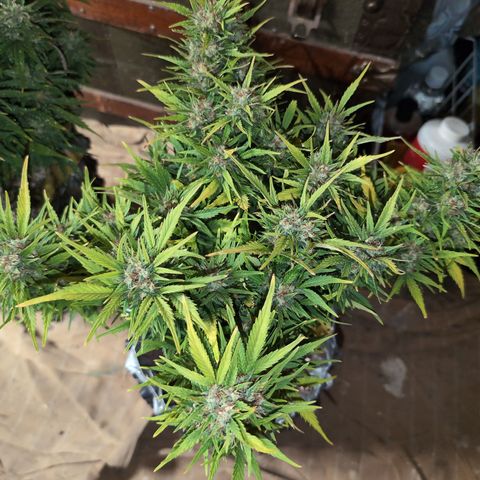 Quinn- Quarter Pounder w/Cheese (84d) 22-28%Sativa 163g wet/36g dry growlog timeline photo
