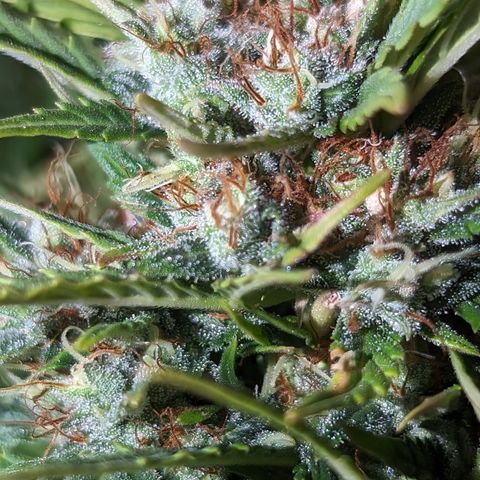 Quinn- Quarter Pounder w/Cheese (84d) 22-28%Sativa 163g wet/36g dry growlog timeline photo