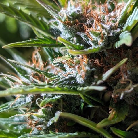 Quinn- Quarter Pounder w/Cheese (84d) 22-28%Sativa 163g wet/36g dry growlog timeline photo