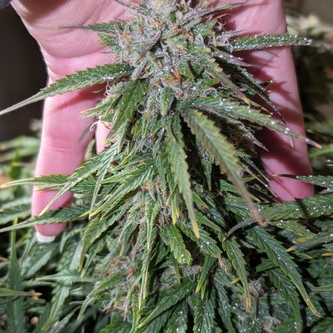 Zelda- Purple Panama Red 17-21%S, (94 days),  287w/60d growlog timeline photo