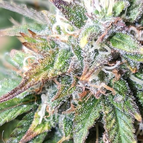 Zelda- Purple Panama Red 17-21%S, (94 days),  287w/60d growlog timeline photo