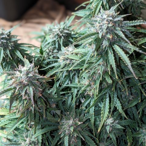 Zelda- Purple Panama Red 17-21%S, (94 days),  287w/60d growlog timeline photo