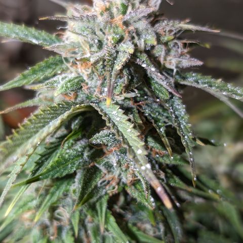 Zelda- Purple Panama Red 17-21%S, (94 days),  287w/60d growlog timeline photo