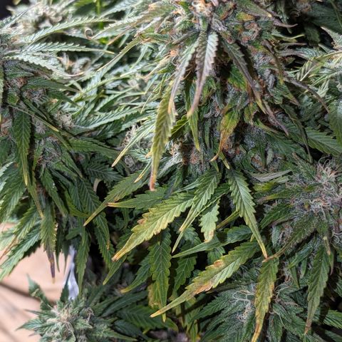 Zelda- Purple Panama Red 17-21%S, (94 days),  287w/60d growlog timeline photo
