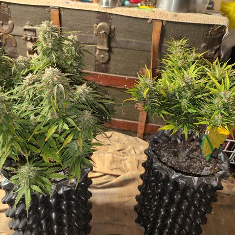 Donna- NH Nuclear Stardawg (74), 22% Sativa, 150g wet/29 dry growlog photo: They decided they're swirling the drain, but not yet.