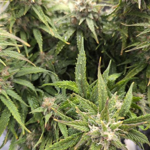 Zelda- Purple Panama Red 17-21%S, (94 days),  287w/60d growlog photo: Can't stand the DE on her. 😁