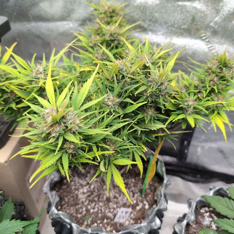 Quinn- Quarter Pounder w/Cheese (84d) 22-28%Sativa 163g wet/36g dry growlog photo: She's so thic.