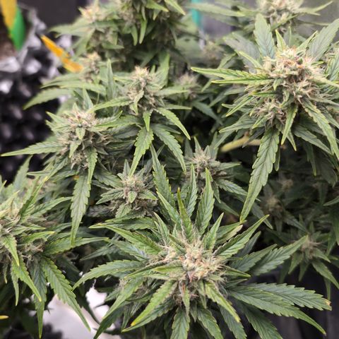 Chrissy -Bruce Banner (78d) 27-33% 60/40S, 215gw/41g dry growlog timeline photo