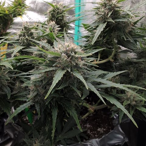 Chrissy -Bruce Banner (78d) 27-33% 60/40S, 215gw/41g dry growlog timeline photo
