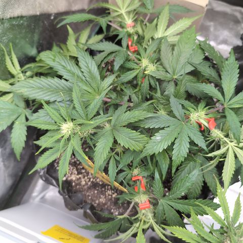 Frannie- BB Fat Bastard (90), Hybrid, 30-38%, 312 wet/57 dry growlog photo: She had some "uncomfortable" clips put in. She's going to be big!