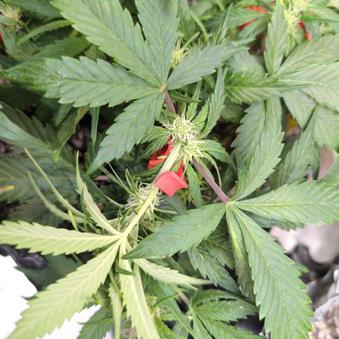 Frannie- BB Fat Bastard (90), Hybrid, 30-38%, 312 wet/57 dry growlog photo: Her arms are so long!!