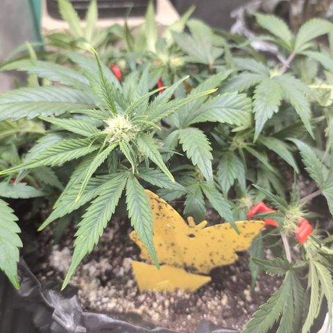 Frannie- BB Fat Bastard (90), Hybrid, 30-38%, 312 wet/57 dry growlog photo: Her arms are so long!!