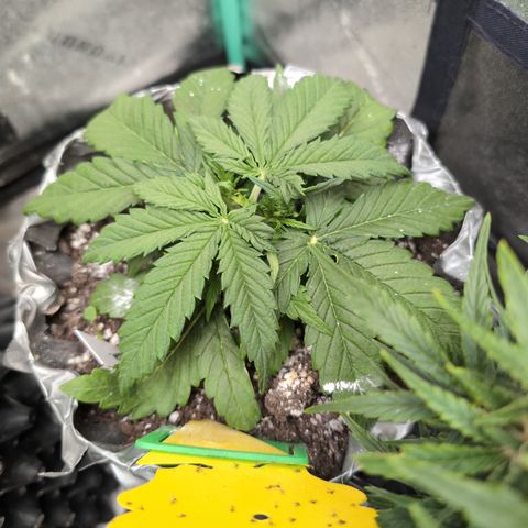 Anita-NH ATF (73), 13-27%, Sativa 149g wet/25g dry growlog photo: She's perfect!