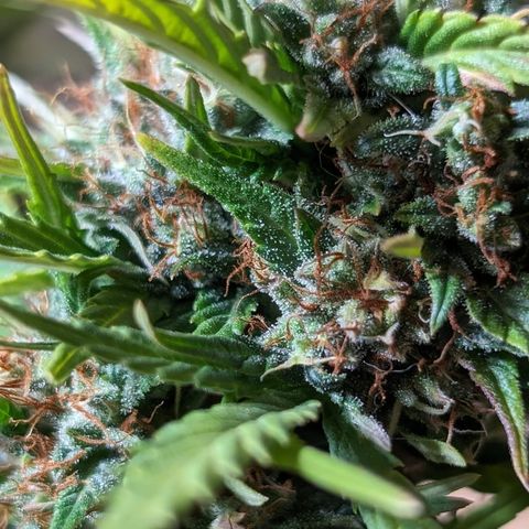 Quinn- Quarter Pounder w/Cheese (84d) 22-28%Sativa 163g wet/36g dry growlog timeline photo