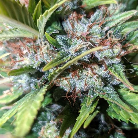 Quinn- Quarter Pounder w/Cheese (84d) 22-28%Sativa 163g wet/36g dry growlog timeline photo