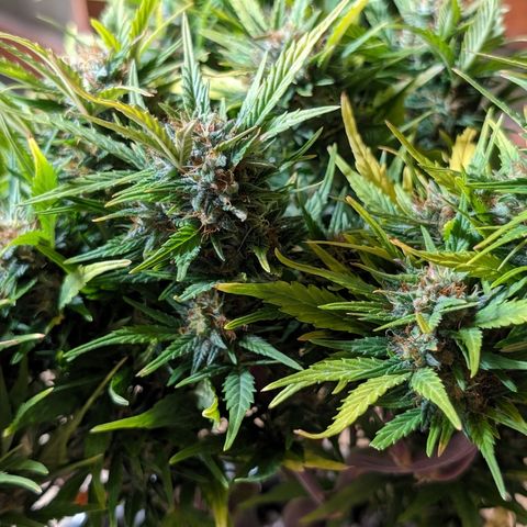 Quinn- Quarter Pounder w/Cheese (84d) 22-28%Sativa 163g wet/36g dry growlog timeline photo