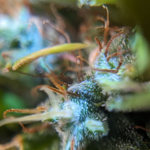 Quinn- Quarter Pounder w/Cheese (84d) 22-28%Sativa 163g wet/36g dry growlog timeline photo