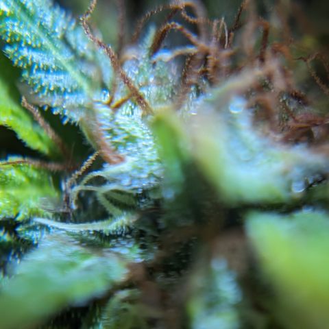 Quinn- Quarter Pounder w/Cheese (84d) 22-28%Sativa 163g wet/36g dry growlog timeline photo