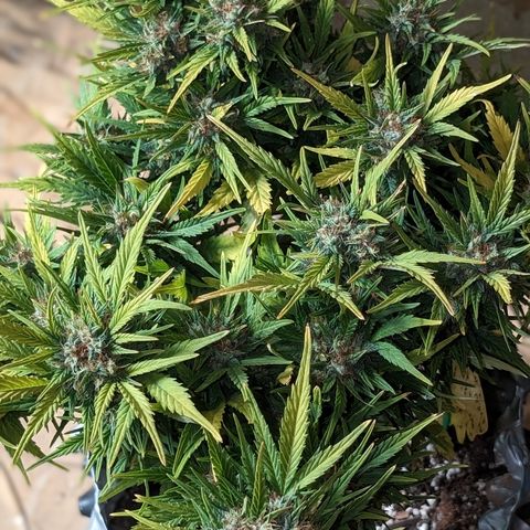 Quinn- Quarter Pounder w/Cheese (84d) 22-28%Sativa 163g wet/36g dry growlog timeline photo