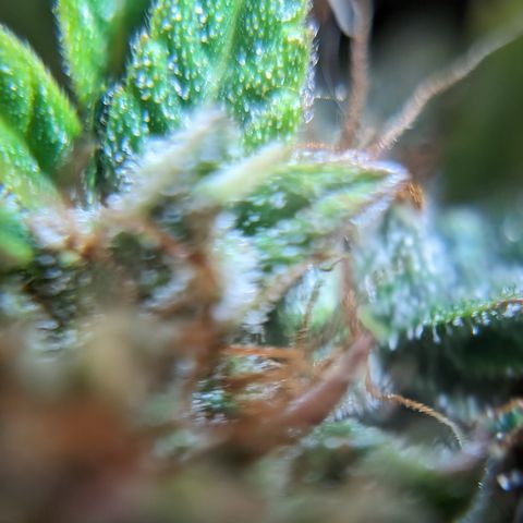 Quinn- Quarter Pounder w/Cheese (84d) 22-28%Sativa 163g wet/36g dry growlog timeline photo