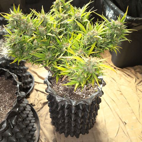 Quinn- Quarter Pounder w/Cheese (84d) 22-28%Sativa 163g wet/36g dry growlog photo: The yellow makes me sad, but she's beautiful!