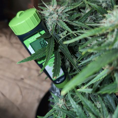 Quinn- Quarter Pounder w/Cheese (84d) 22-28%Sativa 163g wet/36g dry growlog photo: I saw a few above 2.00...so I'm good.