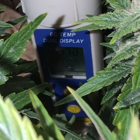 Quinn- Quarter Pounder w/Cheese (84d) 22-28%Sativa 163g wet/36g dry growlog photo: I saw a few above 2.00...so I'm good.
