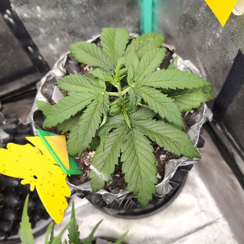 Anita-NH ATF (73), 13-27%, Sativa 149g wet/25g dry growlog timeline photo
