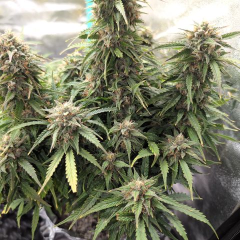 Zelda- Purple Panama Red 17-21%S, (94 days),  287w/60d growlog timeline photo