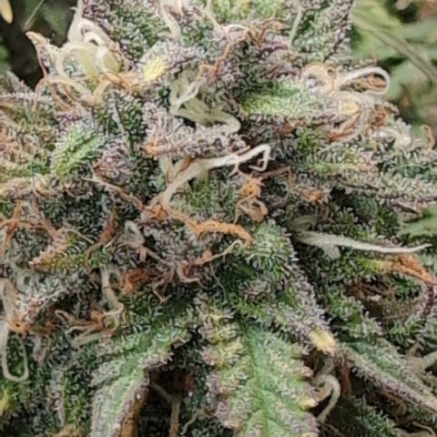 Zelda- Purple Panama Red 17-21%S, (94 days),  287w/60d growlog timeline photo