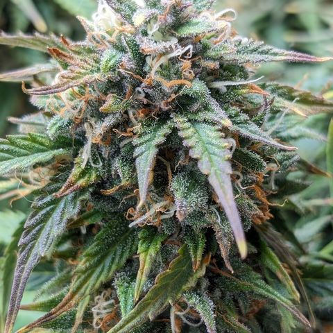Zelda- Purple Panama Red 17-21%S, (94 days),  287w/60d growlog timeline photo