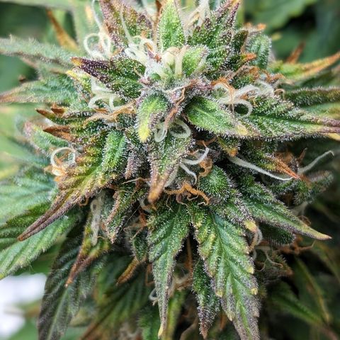 Zelda- Purple Panama Red 17-21%S, (94 days),  287w/60d growlog timeline photo