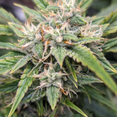 Chrissy -Bruce Banner (78d) 27-33% 60/40S, 215gw/41g dry growlog photo: I think she has nanners. Not sure what to do. It's light stress...🤷🏻 she's in the brightest light today. 