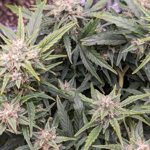Chrissy -Bruce Banner (78d) 27-33% 60/40S, 215gw/41g dry growlog photo: I think she has nanners. Not sure what to do. It's light stress...🤷🏻 she's in the brightest light today. 