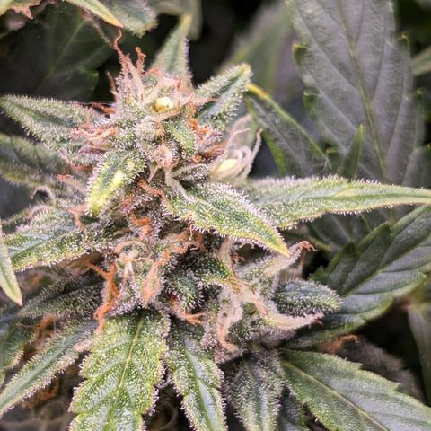Chrissy -Bruce Banner (78d) 27-33% 60/40S, 215gw/41g dry growlog photo: I think she has nanners. Not sure what to do. It's light stress...🤷🏻 she's in the brightest light today. 
