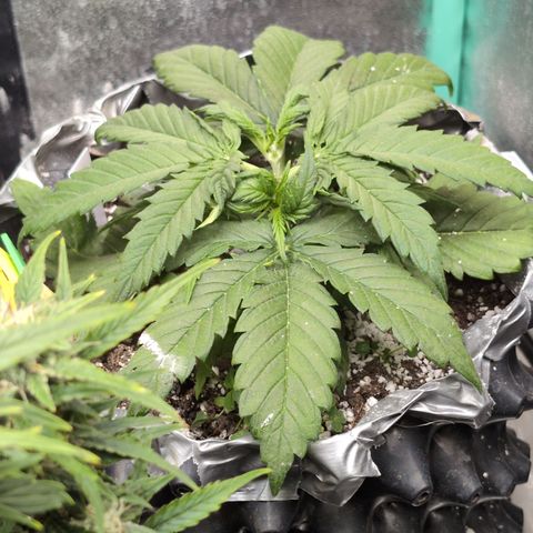 Anita-NH ATF (73), 13-27%, Sativa 149g wet/25g dry growlog timeline photo