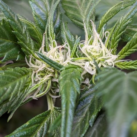Frannie- BB Fat Bastard (90), Hybrid, 30-38%, 312 wet/57 dry growlog timeline photo