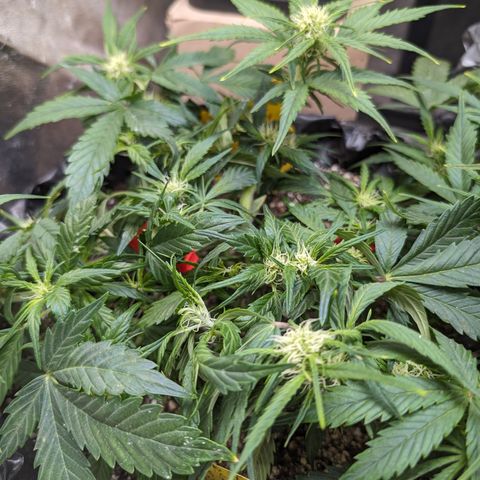 Frannie- BB Fat Bastard (90), Hybrid, 30-38%, 312 wet/57 dry growlog timeline photo