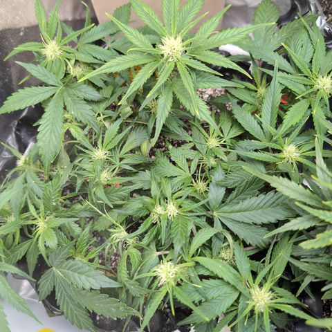 Frannie- BB Fat Bastard (90), Hybrid, 30-38%, 312 wet/57 dry growlog timeline photo